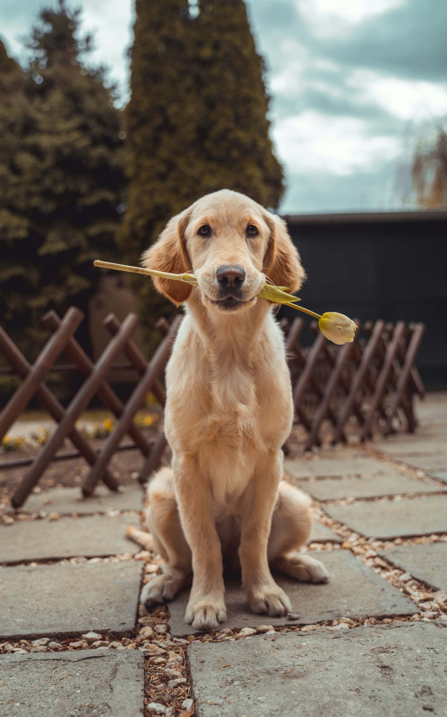 How to Tell If Your Dog Is Aging?