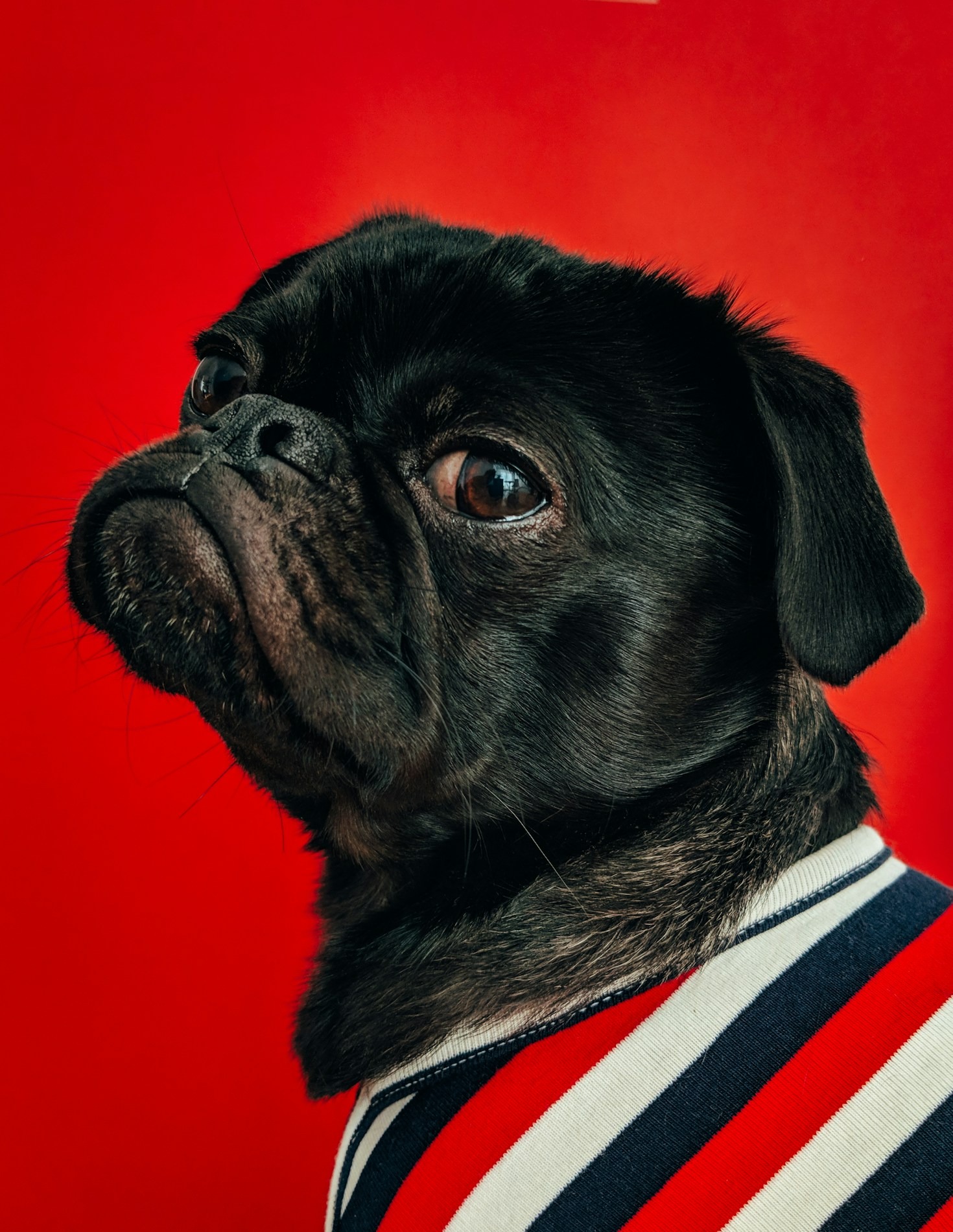 Senior Dog Doesn’t Mean ‘Old’—It Means ‘Pay Closer Attention’